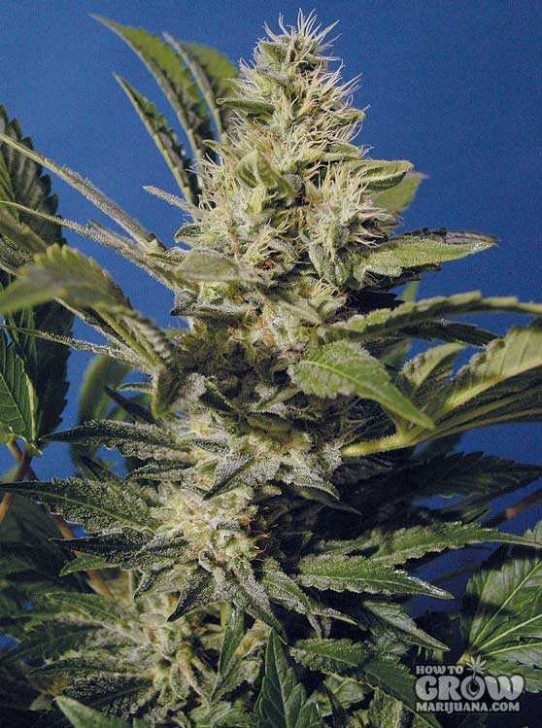 TH Seeds – Chocolate Chunk