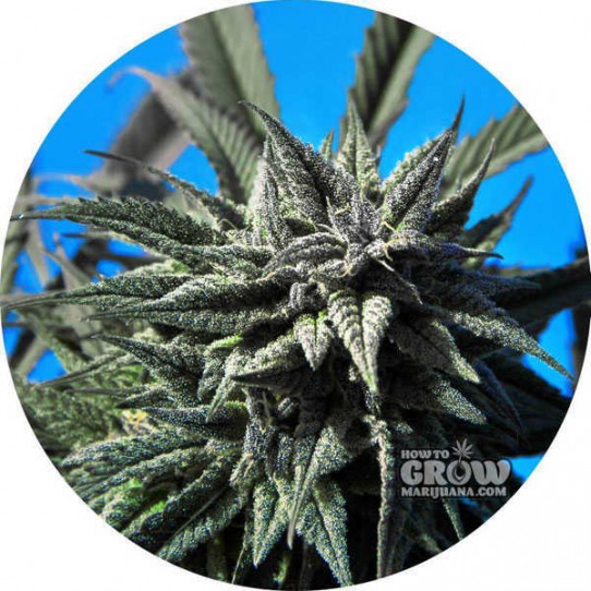 Tao – Auto Blueberry Tao Autoflowering Feminized Seeds