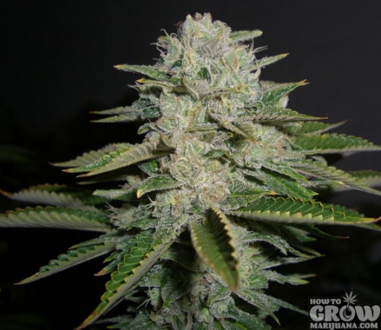 The Green Place – Headband Kush Seeds