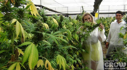 Israeli Farms Lead the World in Producing New Marijuana Strains