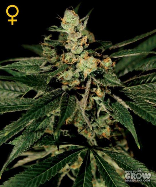 Green House – Train Wreck Feminized Seeds