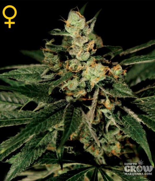 Homegrown Fantaseeds – TrainWreck Feminised Seeds