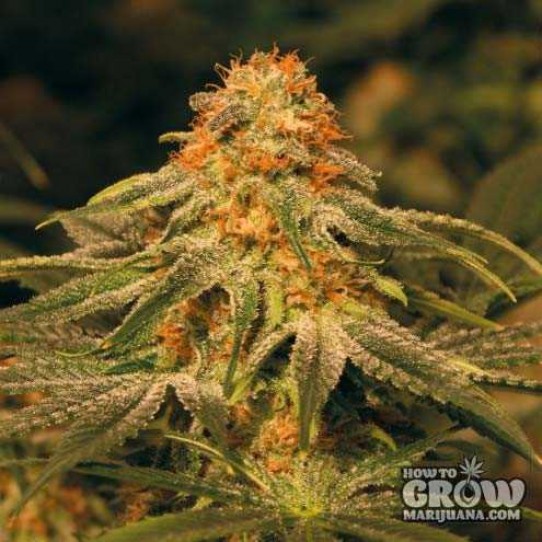 Barney’s – Vanilla Kush Seeds