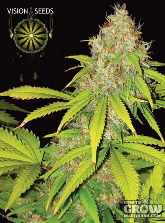 Vision – AK-49 Autoflowering Feminized Seeds