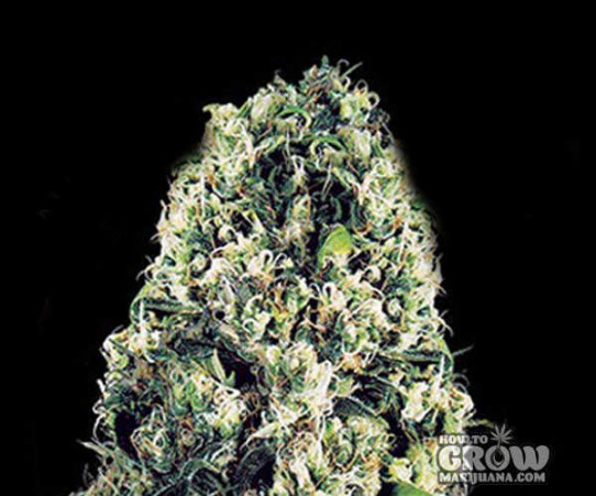 Vision – Amnesia Haze Autoflowering Feminized Seeds