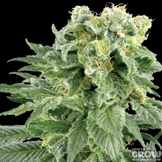 Vision – Bubble Yum Feminized Seeds