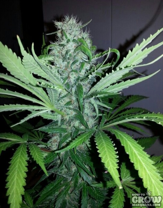 Vision – Jack Herer Feminized Seeds