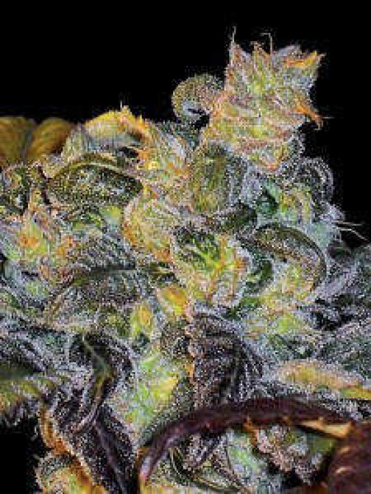 Whitaker Blues Weed Seeds