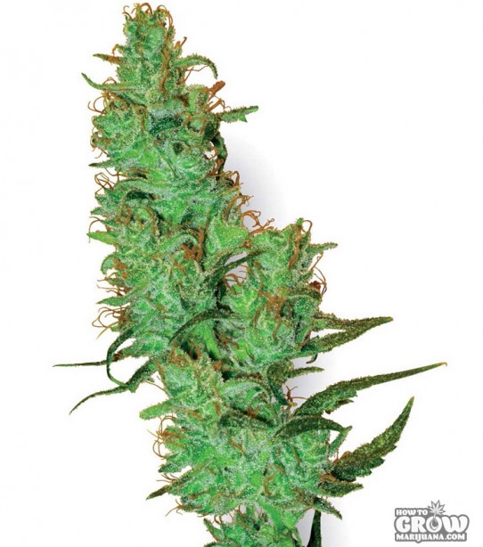 White Label – Jack Herer Feminized Seeds