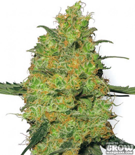 White Label – Master Kush Feminized Seeds