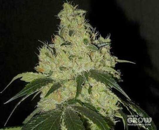 Karma Genetics – White OG Seeds