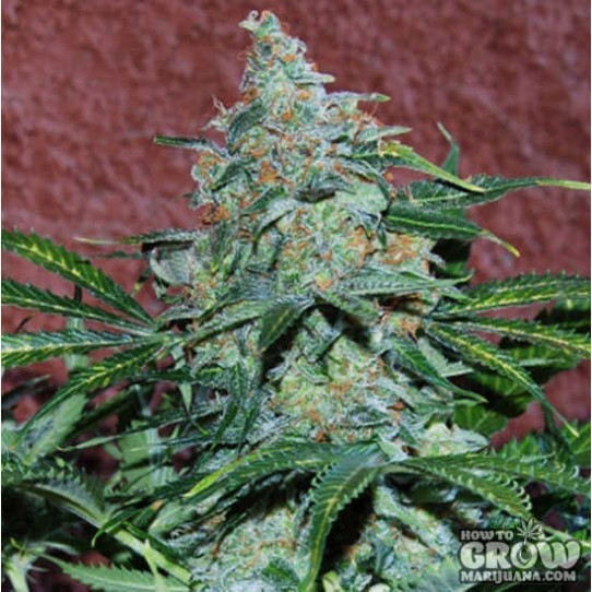 World of Seeds – Amnesia Auto Autoflowering Feminized Seeds