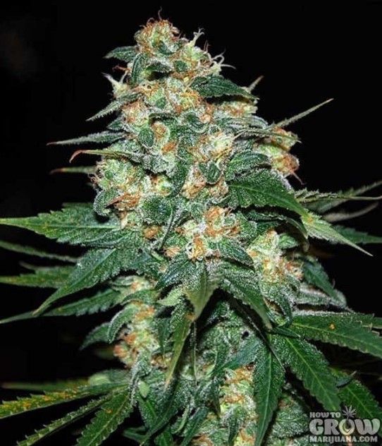 World of Seeds Skunk 47 Feminized Seeds