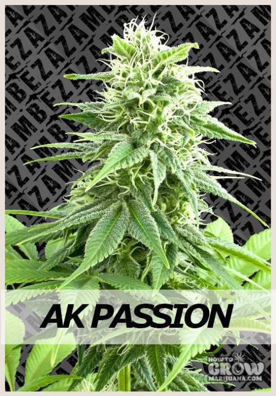 Zambeza – AK Passion Autoflowering Feminized Seeds