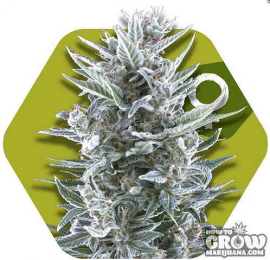 Zambeza – Blueberry Feminized Seeds