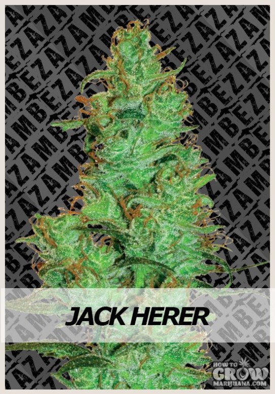 Zambeza – Jack Herer Automatic Feminized Seeds