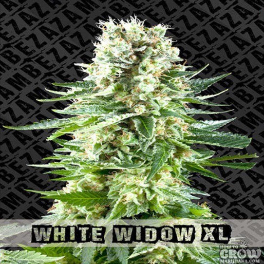 Zambeza – White Widow XL Feminized Seeds