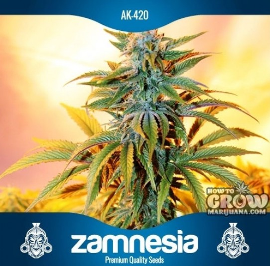 Zamnesia – AK420 Feminized Seeds