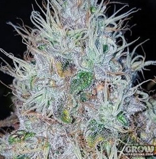 Zamnesia – Afghan OG Feminized Seeds