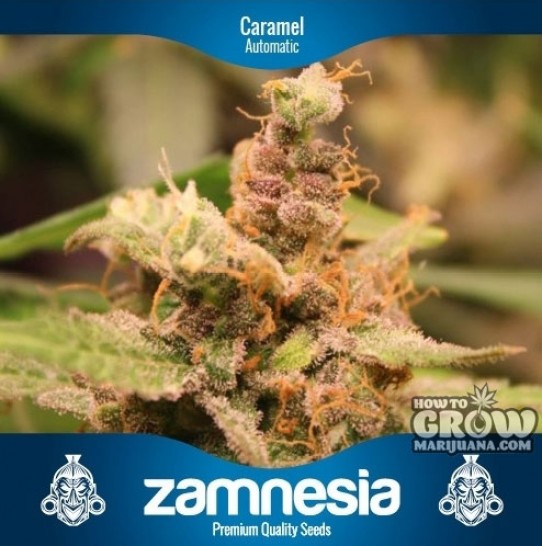 Zamnesia – Caramel Automatic Feminized Seeds