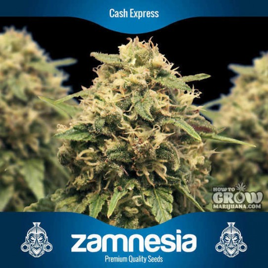 Zamnesia – Cash Express Feminized Seeds