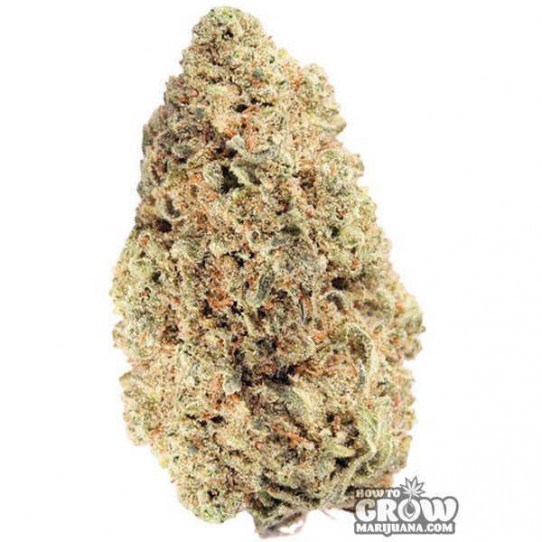 Zamnesia – Choco Haze Feminized Seeds