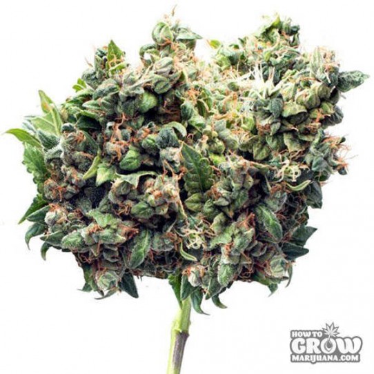 Zamnesia – Cotton Bud Automatic Feminized Seeds