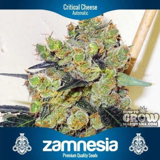 Zamnesia – Critical Cheese Automatic Feminized Seeds