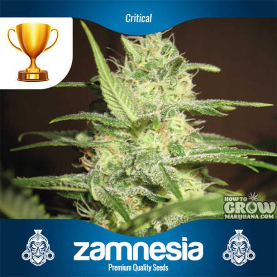 Zamnesia – Critical Feminized Seeds