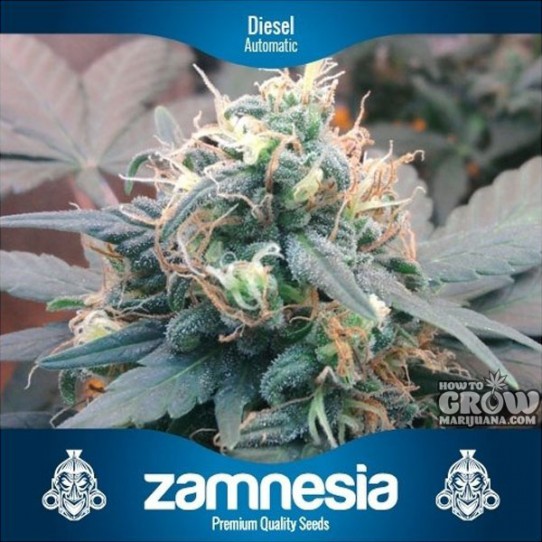 Zamnesia – Diesel Automatic Feminized Seeds