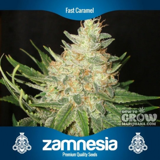 Zamnesia – Fast Caramel Feminized Seeds