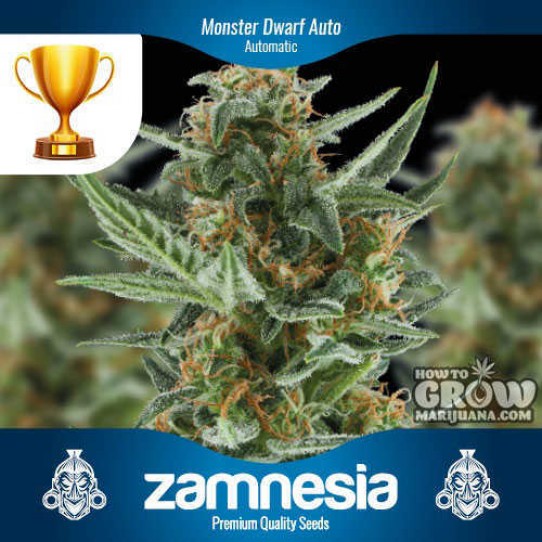 Zamnesia – Monster Dwarf Auto Feminized Seeds