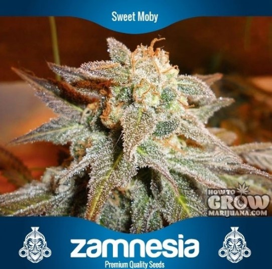 Zamnesia – Sweet Moby Feminized Seeds