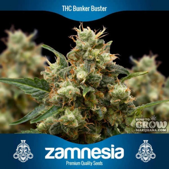 Zamnesia – THC Bunker Buster Feminized Seeds