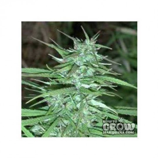 Ace – Double Thai Marijuana Seeds