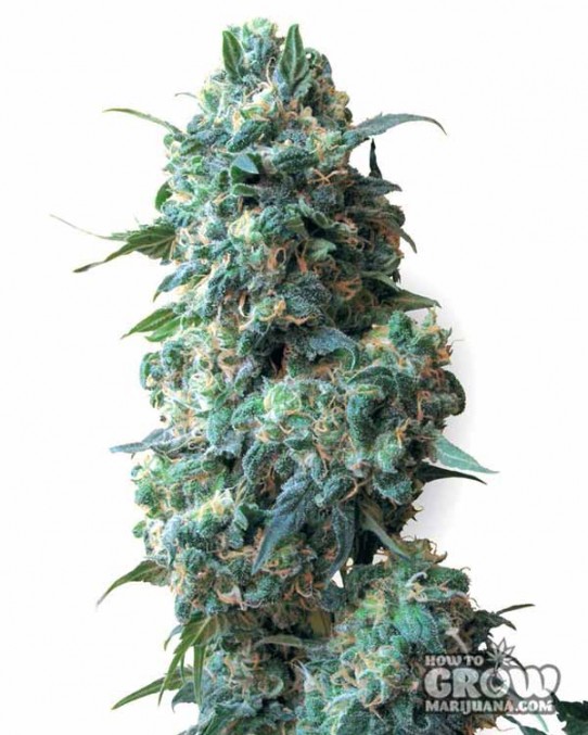 White Label – Afghan Kush Seeds