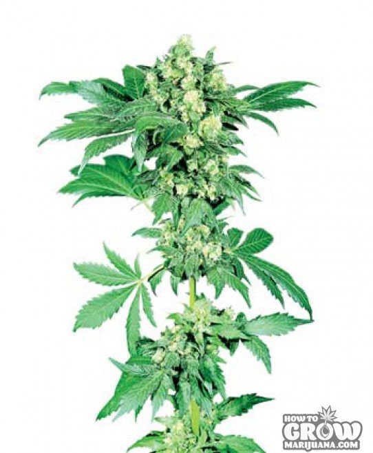 Sensi – Afghani #1 Marijuana Seeds