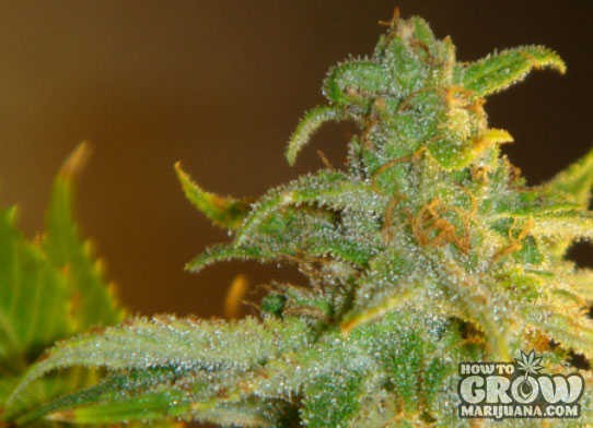 Green House – Afgooey Feminized Seeds