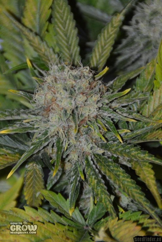 AMG Haze Seeds