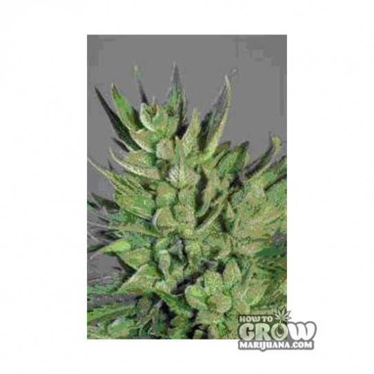 De Vrolijke Gaper- Amnesia Buiten Haze Feminized Seeds