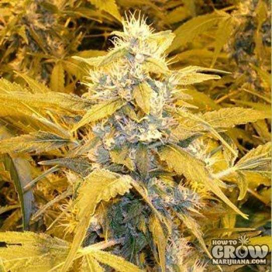 Auto Bubblelicious Marijuana Seeds