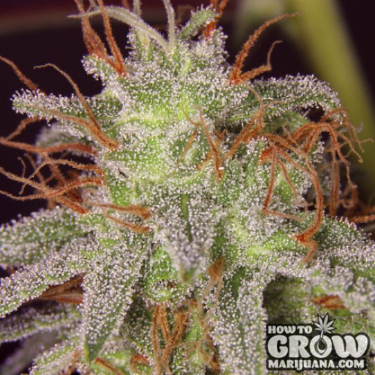 Barney’s Farm – Amnesia Lemon Feminized Seeds