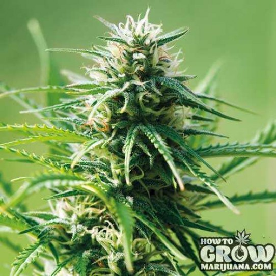 Barney’s – Sweet Tooth Feminised Seeds