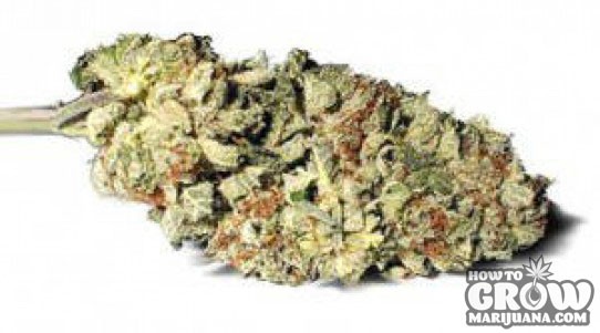 Darren Morgan – B.C. Bud Feminized Marijuana Seeds