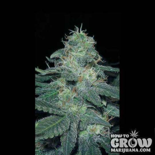 Blimburn – BC Diesel Seeds