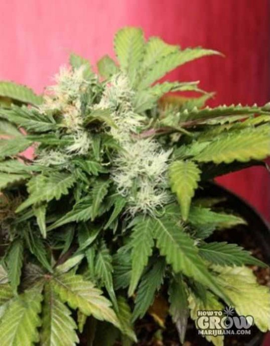 Joint Doctor – Betty Boo Automatic Seeds