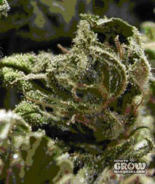 Magnus Genetics – Biddy’s Sister Feminized Seeds