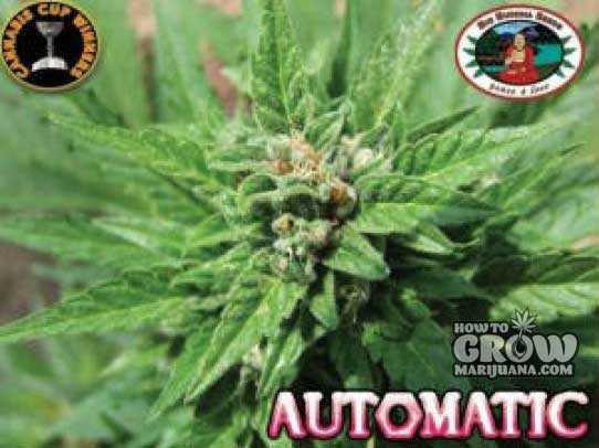 Big Buddha Automatic Autoflowering Feminized Marijuana Seeds