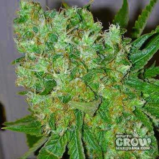 Big Buddha – Blue Cheese Feminized Seeds