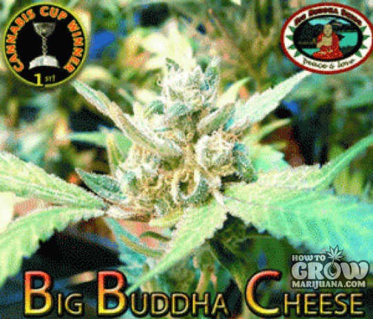 Big Buddha – Original Cheese Feminized Seeds